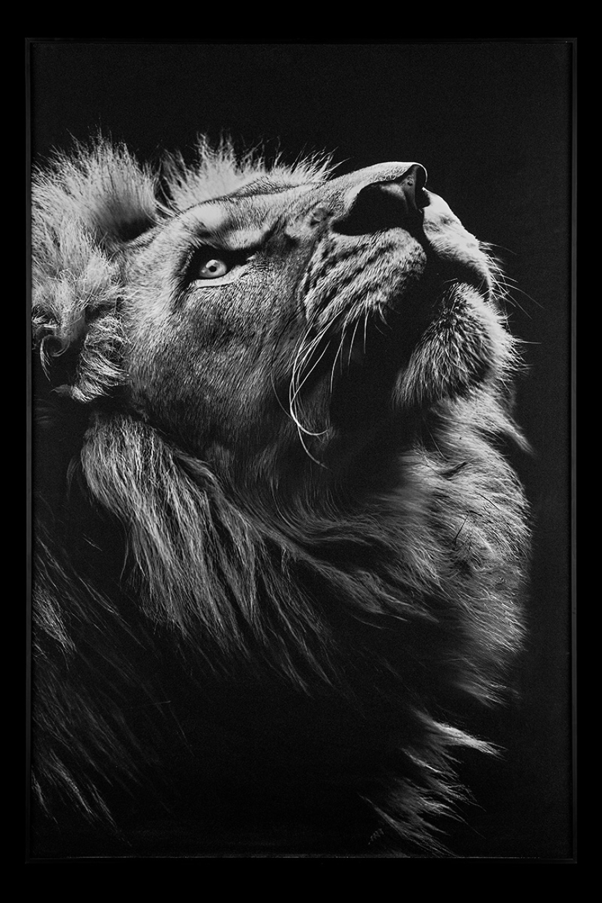 Картина lion td145